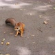 Red Squirrel Deftly Nibbles Nuts in the City Park on the Background of Gray Asphalt - VideoHive Item for Sale