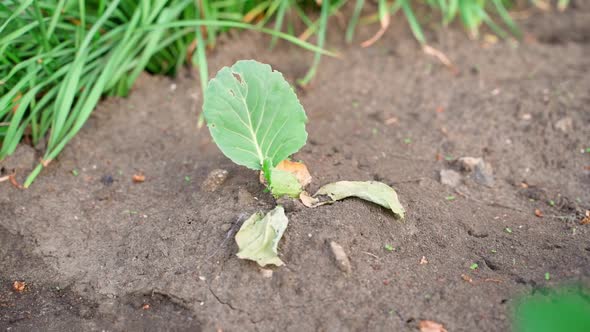 Withered Seedling of White Cabbage in the Soil of the Garden