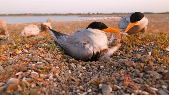 River Tern chick rejects the fish its father served , its taken back by the father