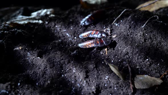 Madagascar Hissing Cockroach in the Night Forest. Halloween Background
