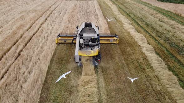 Agricultural Farm Harvesting Harvester Harvesting Wheat Drone Filming