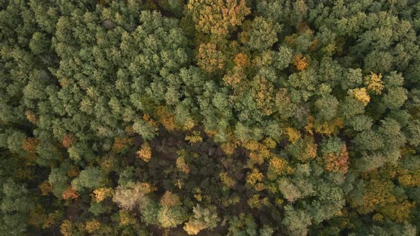 Beautiful Autumn Forest in Europe Aerial View