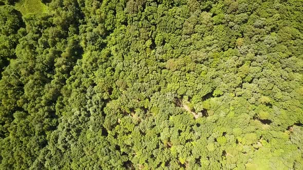 Aerial view of a small forest lake in the middle of green dense woods in summer