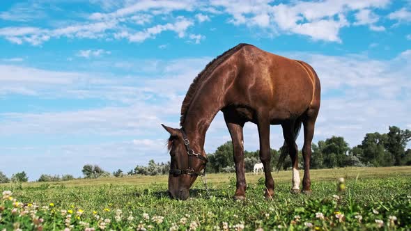 Brown Horse Grazes in the Meadow Against the Blue Sky