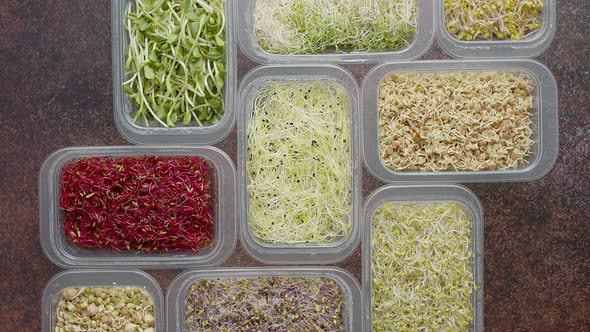 Set of Containers with a Varoius Kinds Micro Green Sprouts. Young Shoots of Onions, Basil, Peas