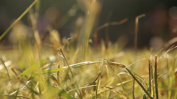 Agriculture, Close-Up View of Grass on Wheat Field, Nature and Ecology