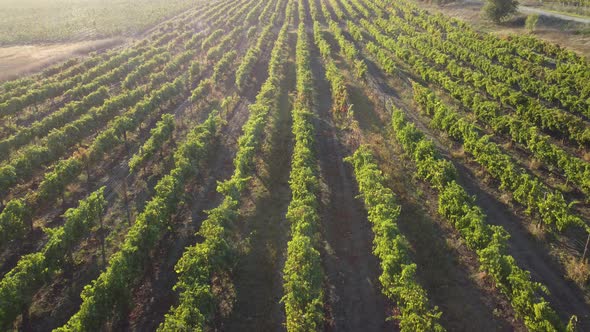 Aerial View of Vineyards Field Plantation on Sunset