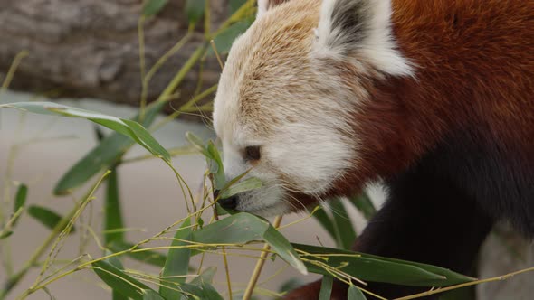 red panda reaches for more leaves and chews on them slomo