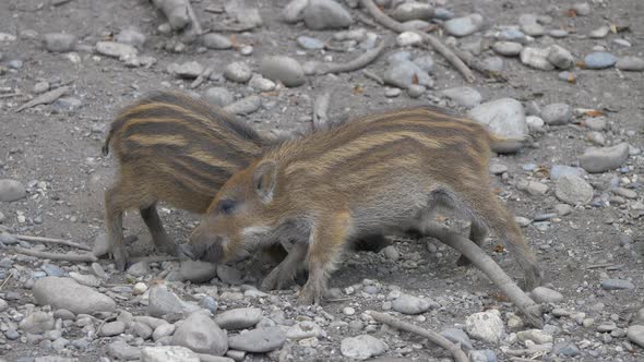 Couple of cute young boars fighting against for food on stony ground -close up shot