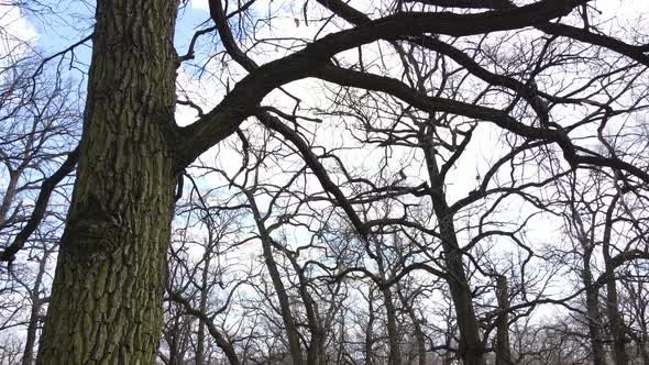 Forest with Trees Without Leaves During the Day