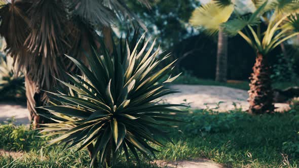 Tropical Palms and Plants at Sunny Day