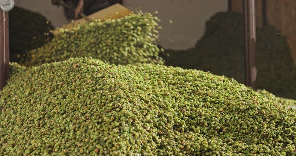 A Farm Worker Pushes Dried Hops Into a Hopper in a Warehouse