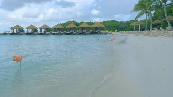 Aruba Beach with Pink Flamingos at the Beach Flamingo at the Beach in Aruba Island Caribbean