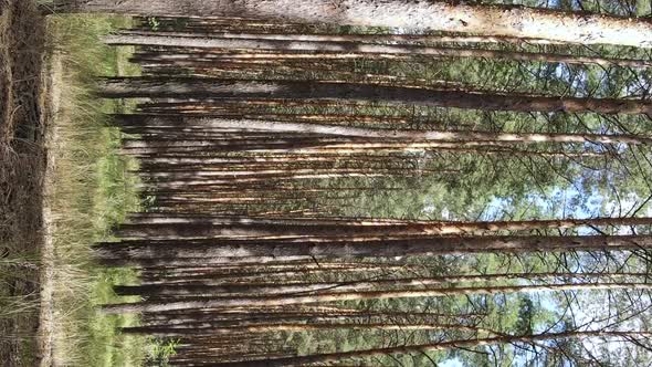 Vertical Video of a Wild Pine Forest Slow Motion