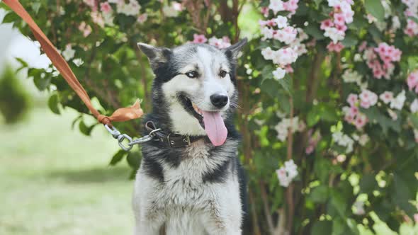 Husky Dog in the Background of Beautiful Bush Flowers