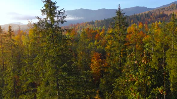 Aerial View of a Bright Autumn Forest on the Slopes of the Mountains in the Fog at Sunrise