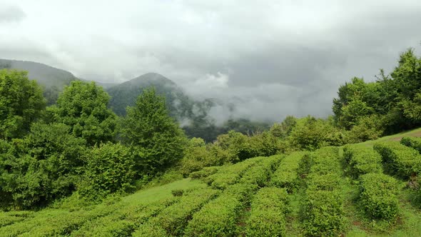 Tea Bushes Grow on the Mountainside. Organic Product. Cultivation and Harvest of Tea