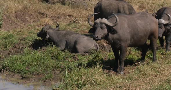 African Buffalo, syncerus caffer, Adult having Mud bath, Nairobi Park in Kenya, Real Time 4K