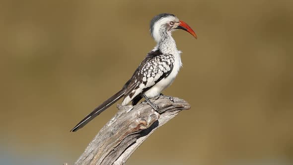 Red-Billed Hornbill - South Africa