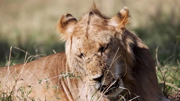 Young Male Lion With Flies On Face