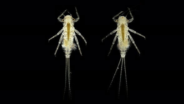 insect larvae under a microscope, Ephemeroptera species