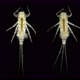 insect larvae under a microscope, Ephemeroptera species - VideoHive Item for Sale