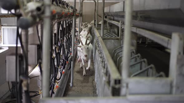 Wide Shot Row of White Goats Walking in Slow Motion to Stables at Milking Machines