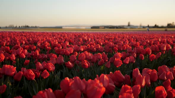 Field of bright red tulips