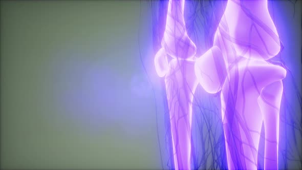 Transparent Human Body with Visible Bones alt