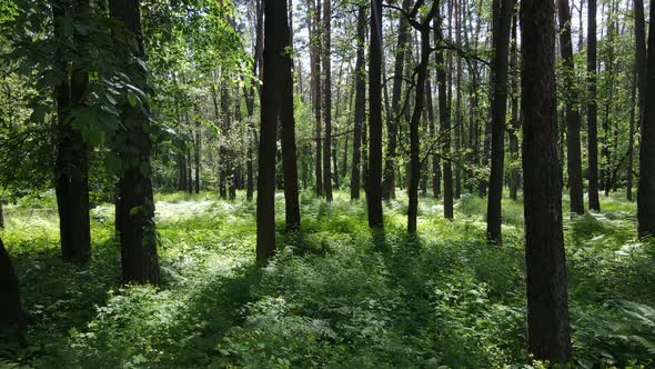 Beautiful Green Forest on a Summer Day Slow Motion