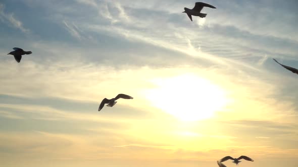 Seagulls Fly Over Sea