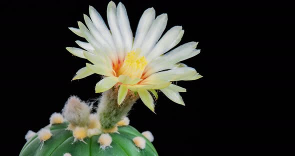 White Flower Timelapse of Blooming Astrophytum Cactus Opening