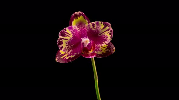 Blooming Yellow - Magenta Orchid Phalaenopsis Flower 