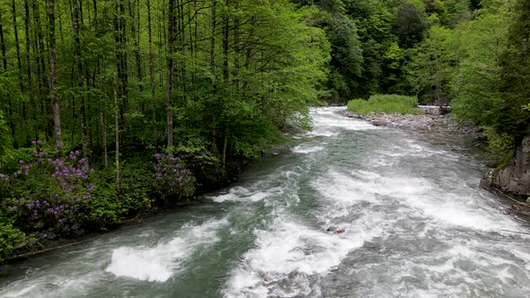 Rain Forest And River