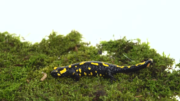 Fire Salamander. Salamandra Maculosa on Green Moss in White Background.