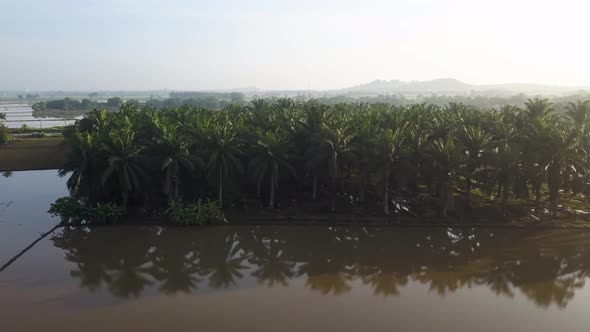 Aerial view oil palm reflection in water