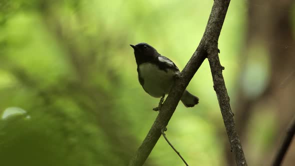 close up view on a cute Black throated warbler perched on a branch in the forest