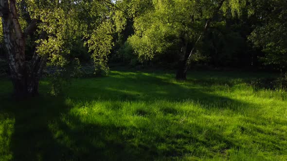 Drone Footage Slowly Sweeping Under Tree Branches in a Grass Field in the Sun