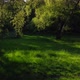 Drone Footage Slowly Sweeping Under Tree Branches in a Grass Field in the Sun - VideoHive Item for Sale