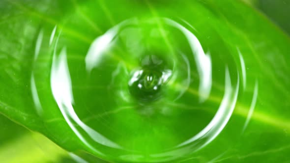 Super Slow Motion Shot of Water Drop Falling Into Water Surface With Fresh Green Leaf at 1000Fps