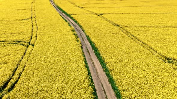 Blooming rape field in sunny spring, Poland.