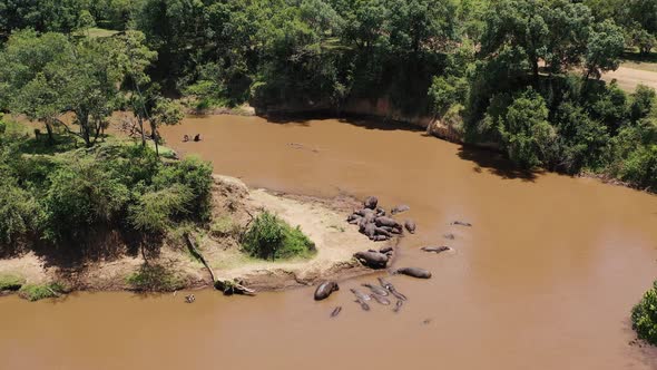 Hippos in a River at South Africa