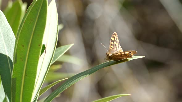 Speckled wood butterfly on a leaf 