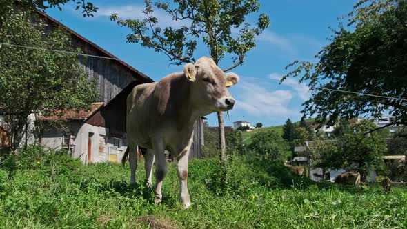 Domestic Bull Grazes in Backyard on Green Meadow By Blue Sky Ecological Place