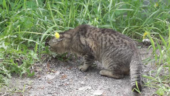 2021.05.21_2 The cat on the lawn in the courtyard is looking for the grass he needs.