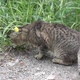 2021.05.21_2 The cat on the lawn in the courtyard is looking for the grass he needs. - VideoHive Item for Sale