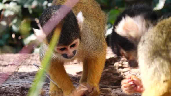 Cute baby Squirrel Monkeys eating food in jungle during sunny day,close up