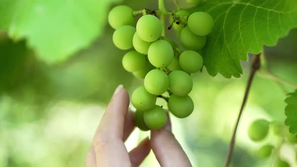 Bunch of Unripe Grapes Hanging on a Vine