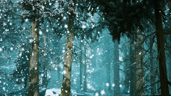 Heavy Snowstorm in Conifer Forest