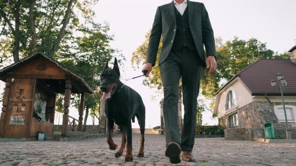 A Rich Businessman in a Business Suit Walks with a Large Doberman in the Park. Successful Bearded